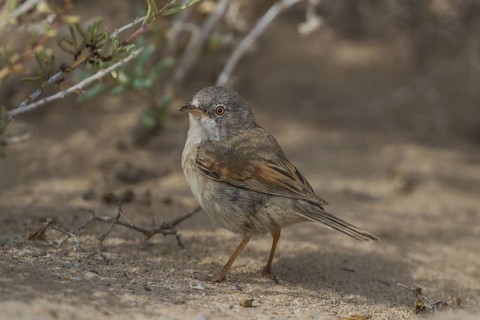 Spectacled Warbler (Sylvia conspicillata) female, Fuerteventura, Spain