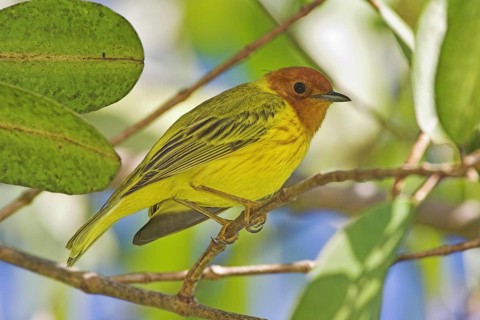 Mangrove Warbler (Setophaga petechia erithachorides), Costa Rica