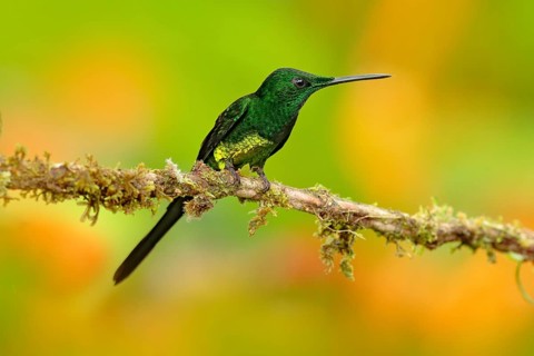 Empress brilliant hummingbird sittin on the trunk with yellow flower in from Colombia. Hummingbird