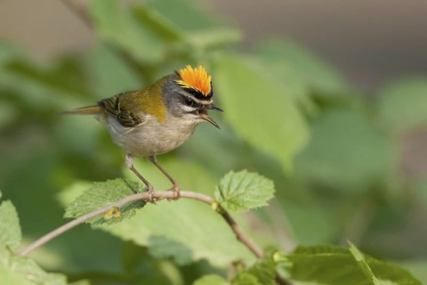 Common Firecrest (Regulus ignicapilla) singing, Baden-Wuerttemberg, Germany