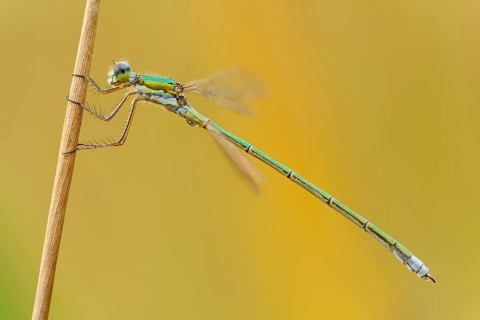 Kleine Binsenjungfer männlich, Lestes virens masculum Small Emerald Damselfly male, Lestes virens