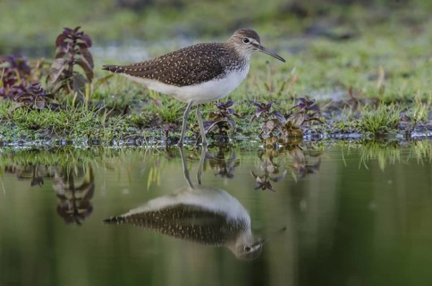 Wood Sandpiper (Tringa glareola), Schleswig-Holstein, Germany