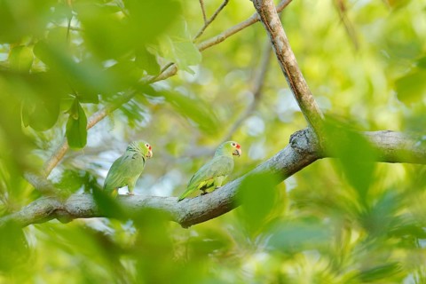 Crimson-fronted Parakeet, Psittacara finschi, two green parrot with red head, Costa Rica. Wildlife