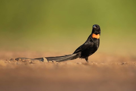 Red-collared Widowbird (Euplectes ardens) male perched on the ground, South Africa