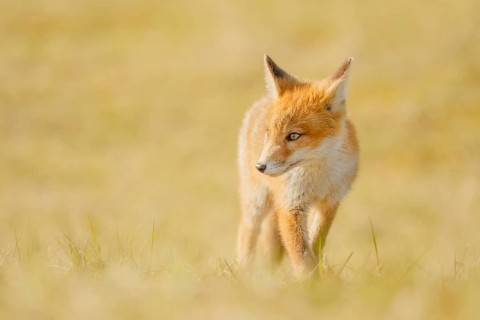 Rotfuchs, Vulpes vulpes Red Fox, Vulpes vulpes