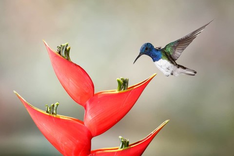 White-necked Jacobin (Florisuga mellivora) male flying and feeding on flower nectar, Costa Rica