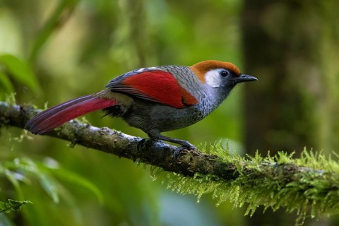 Red-tailed Laughingthrush (Trochalopteron milnei) perched on a log, Ngoc Linh, Vietnam
