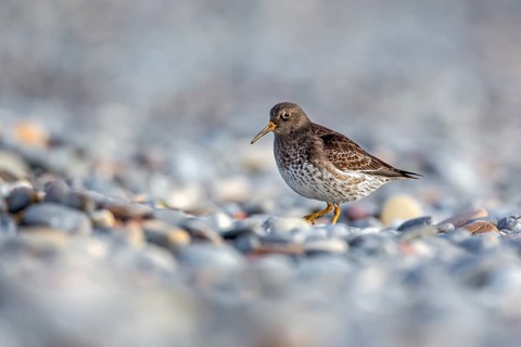 Purple Sandpiper (Calidris maritima), Schleswig-Holstein, Germany