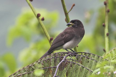 Brown Jay (Psilorhinus morio), Costa Rica