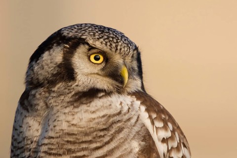 Northern Hawk-Owl (Surnia ulula), Zwolle, Netherlands