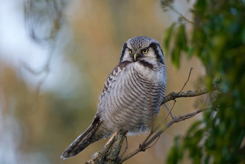 Northern Hawk-Owl (Surnia ulula), Saxony, Germany