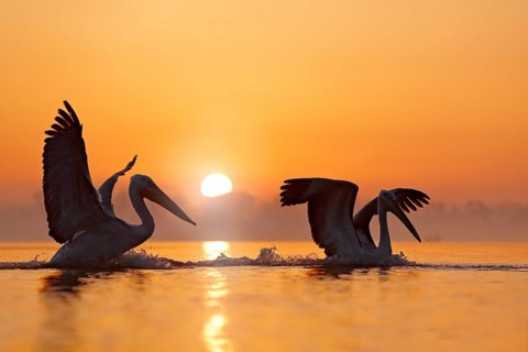 Dalmatian pelican, Pelecanus crispus, in Lake Kerkini, Greece. Bird with morning sunrise. Pelican