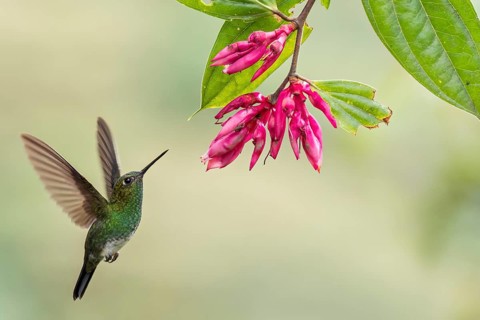 Greenish Puffleg (Haplophaedia aureliae) flying while feeding at a flower in Colombia, South