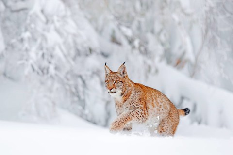 Eurasian Lynx walking, wild cat in the forest with snow. Wildlife scene from winter nature. Cute