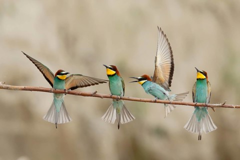 European Bee-eater (Merops apiaster), Piedmont, Italy