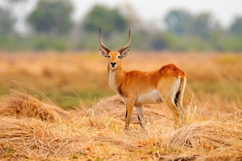 Lechwe, Kobus leche, antelope in the golden grass wetlands with water. Lechve running in the river