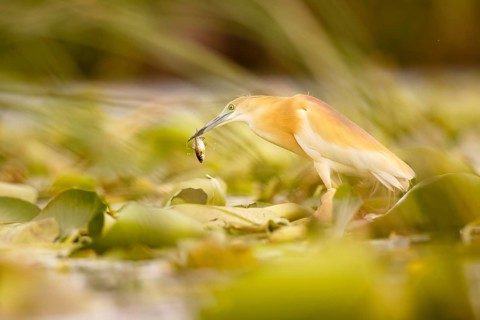 Squacco Heron (Ardeola ralloides) with fish prey in its beak, Extremadura, Spain