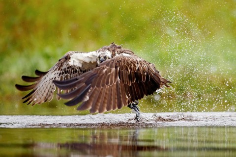 Osprey (Pandion haliaetus) fishing on lake, Cairngorms National Park, Scotland, United Kingdom