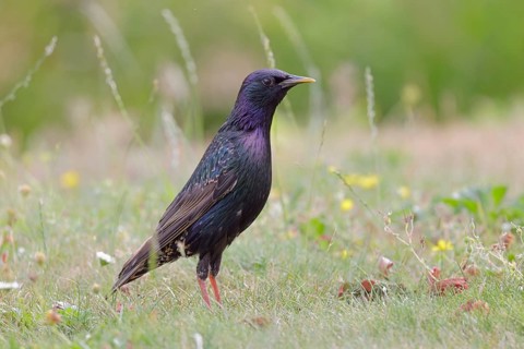 Star, lat.Sturnus vulgaris, auf einer Sommerwiese bei der Nahrungssuche