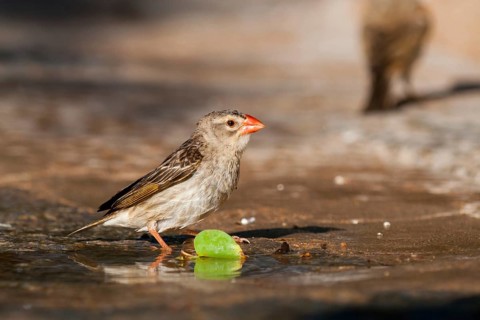 Red-billed Quelea (Quelea quelea) drinking at a waterhole, Namibia