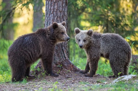 Eurasian Brown Bear (Ursus arctos) two cubs in forest, Finland