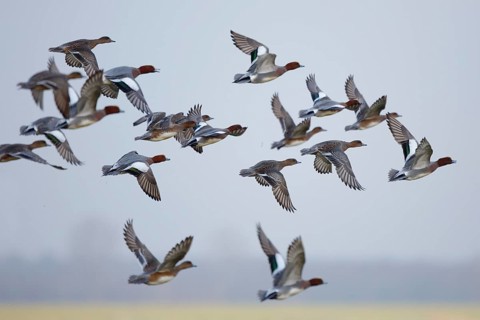 Eurasian Wigeon (Mareca penelope) flying, Friesland, Netherlands