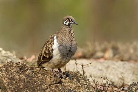 Squatter Pigeon (Geophaps scripta peninsulae), Queensland, Australia