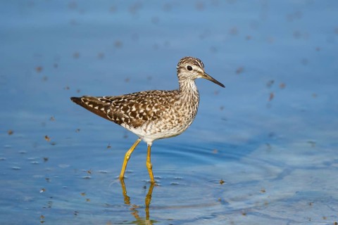 Wood Sandpiper (Tringa glareola) foraging, Greece