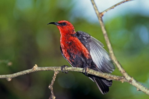 Micronesian Myzomela (Myzomela rubratra), Rota Island, Northern Mariana Islands