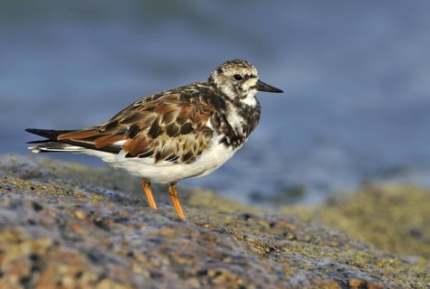 Ruddy Turnstone (Arenaria interpres), British Columbia, Canada