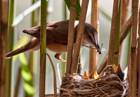 Great Reed Warbler (Acrocephalus arundinaceus) feeding chicks in nest, Mecklenburg