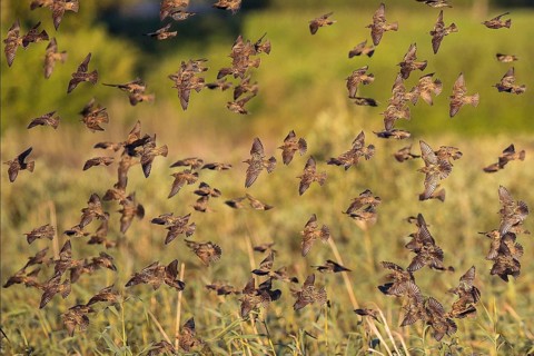Common Starling (Sturnus vulgaris) large swarm flying in at sleeping place, Brandenburg, Germany