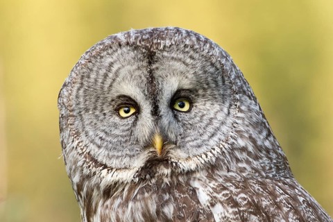 Great Grey Owl (Strix nebulosa), British Columbia, Canada