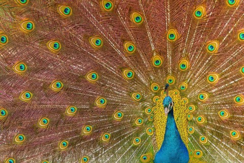 Indian Peafowl (Pavo cristatus), male at courtship display, Castilla Leon, Spain