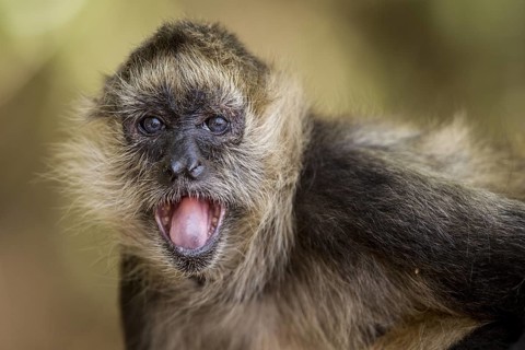 A spider monkey (Ateles geoffroyi) opens its mouth to cool off on a hot, windy day in a forest on