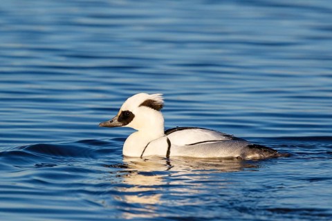 Smew (Mergellus albellus) male, Netherlands