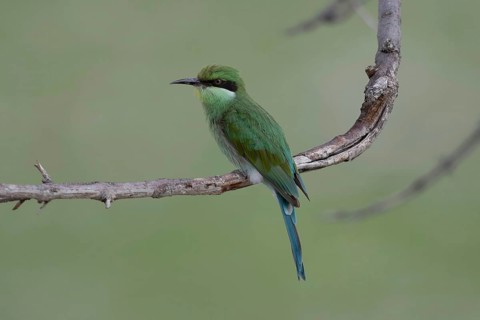 Swallow-tailed Bee-eater (Merops hirundineus), Namibia Africa