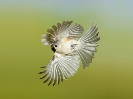Tufted Titmouse (Baeolophus bicolor) flying, Texas, USA