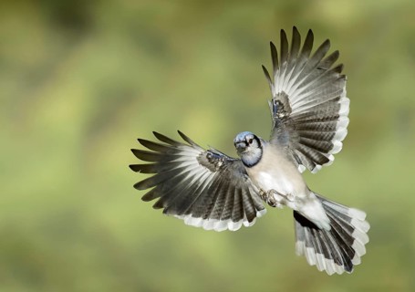 Blue Jay (Cyanocitta cristata) flying, Texas, USA
