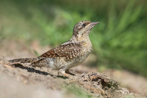 Eurasian Wryneck (Jynx torquilla) juvenile perched on the ground, Aosta Valley, Italy