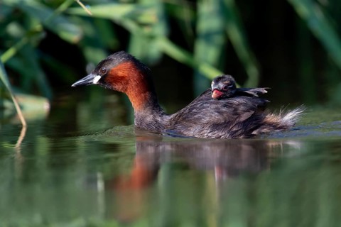 Little Grebe (Tachybaptus ruficollis) with chick, Saxony, Germany