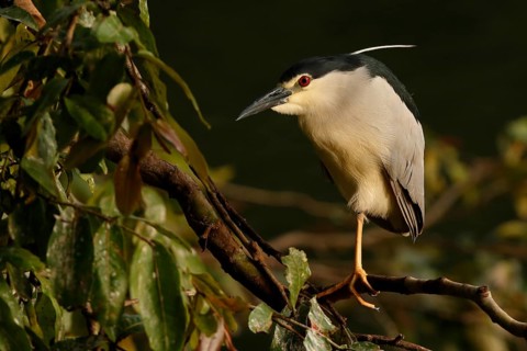 Black-crowned Night Heron (Nycticorax nycticorax) perched on a branch, Sri Lanka