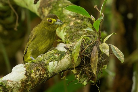 Lemon-spectacled Tanager (Chlorothraupis olivacea) perched on a branch in the Andes mountains of