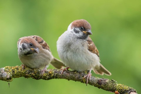 Eurasian Tree Sparrow (Passer montanus) juveniles perched on a branch, Lower Saxony, Germany