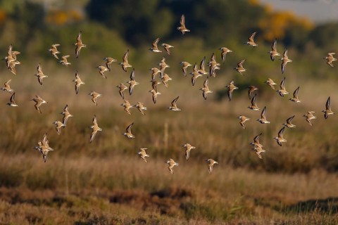 Kentish Plover (Charadrius alexandrinus) group flying, Mallorca, Spain