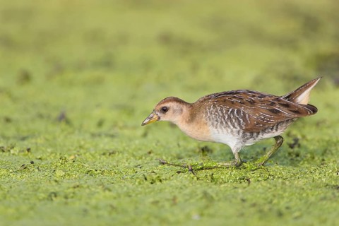 Sora : Great Meadows NWR : Concord, MA