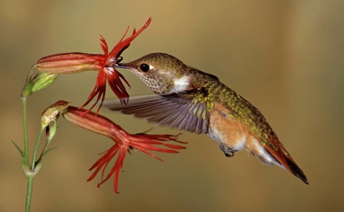 Rufous Hummingbird (Selasphorus rufus) female, Montana, USA
