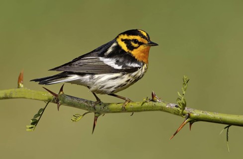 Blackburnian Warbler (Setophaga fusca), Texas, USA
