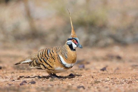 Spinifex Pigeon (Geophaps plumifera) perched on the ground, Queensland, Australia