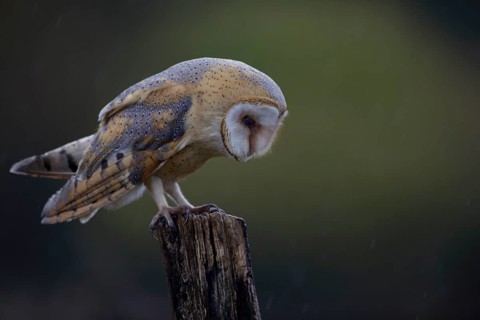 Schleiereule, lat. Tyto alba guttata, steht auf einem Weidepfahl und schaut konzentriert nach unten